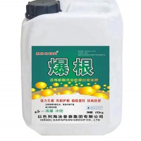 爆根